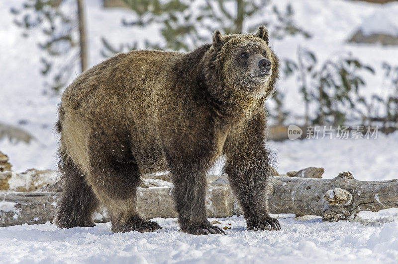 灰熊(Ursus arctos horribilis)，也被称为银头熊，灰熊，或北美棕熊，是棕熊(Ursus arctos)的一个亚种。在冬天的时候。